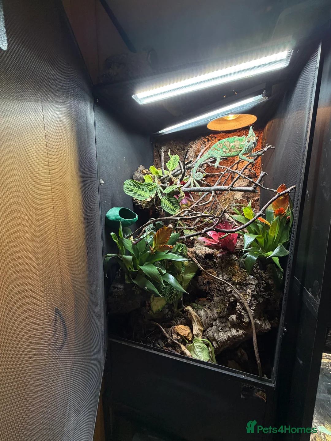 Chameleon reptiles for sale: Adult Male Veiled Chameleon (full setup included) - Advert 2