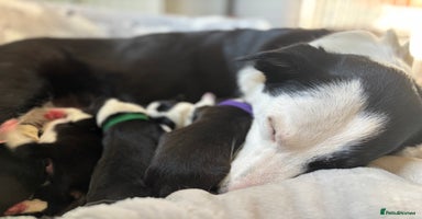 Border Collie dogs - Advert 1