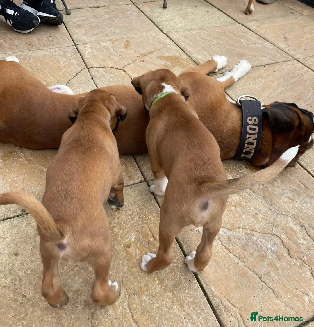 Boxer dogs for stud: PROVEN KC REGISTERED BOXER STUD - Red Flashy Male in London - Advert 18