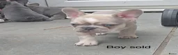 French Bulldog dogs for sale: Frenchie pups - Advert 3