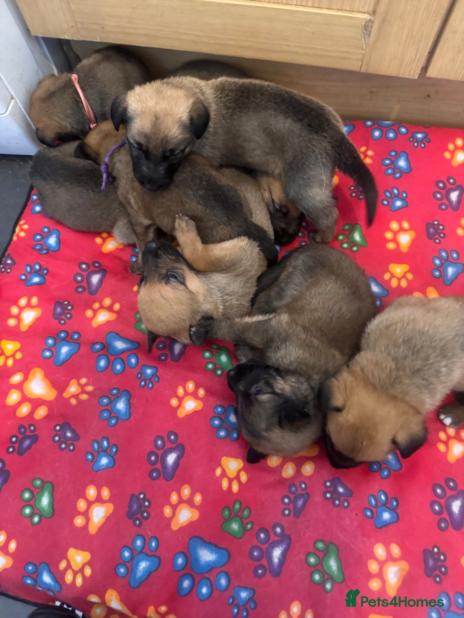 Mixed Breed dogs German Shepherd cross lurcher puppies  - Advert 6
