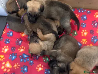 Mixed Breed dogs German Shepherd cross lurcher puppies - Advert 6