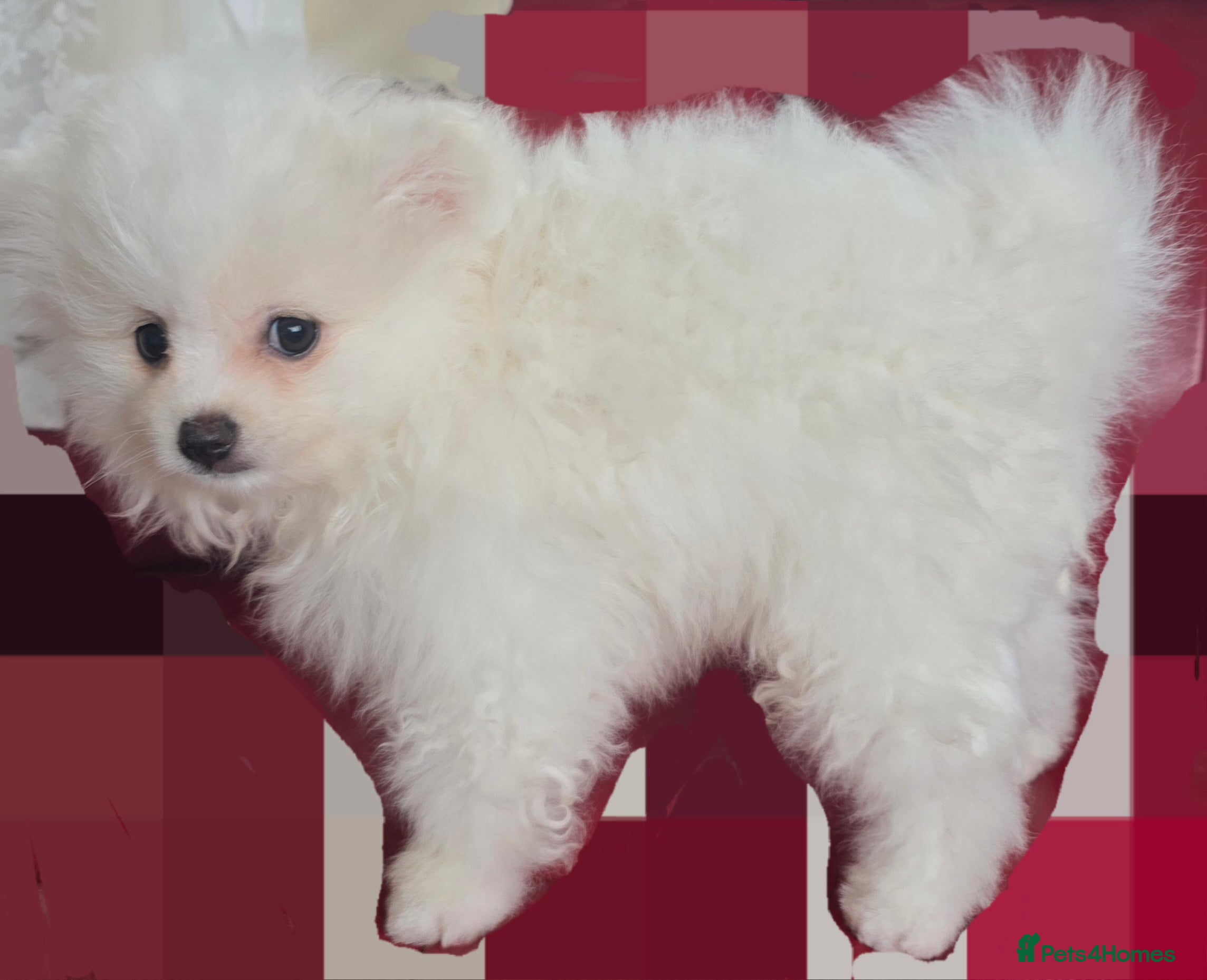 Pomeranian dogs for sale: Pedigree Teddy Face Pomeranian Male Pups - Advert 5
