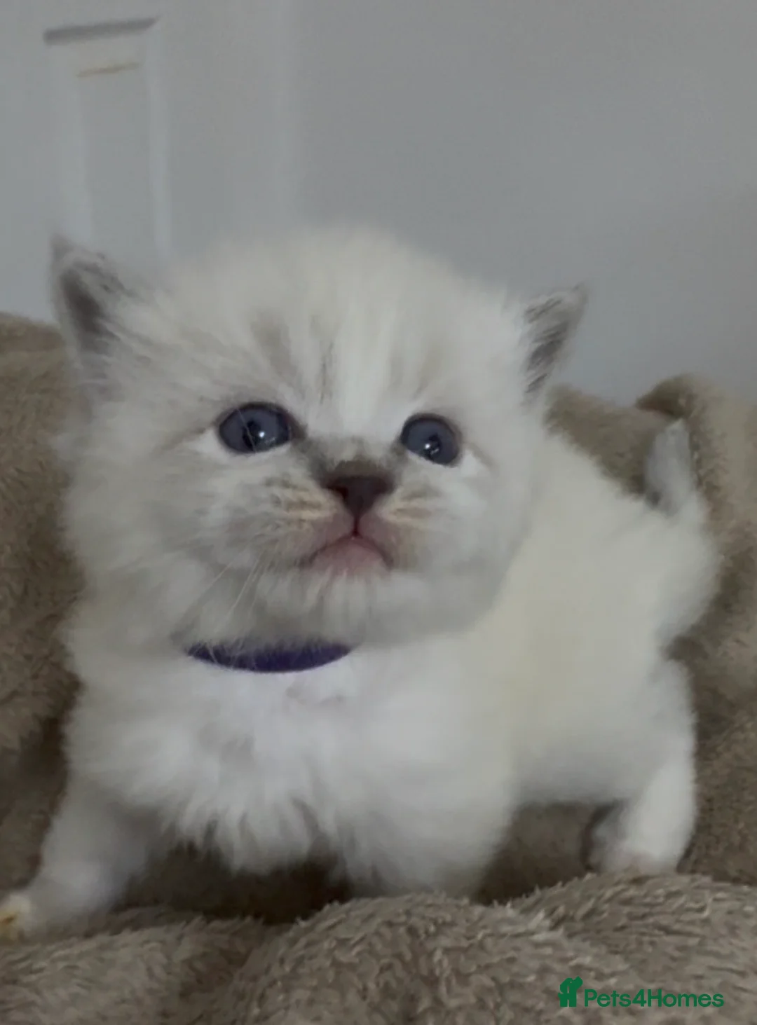 Ragdoll cats for sale: Champion GCCF kittens 🐱  - Advert 4