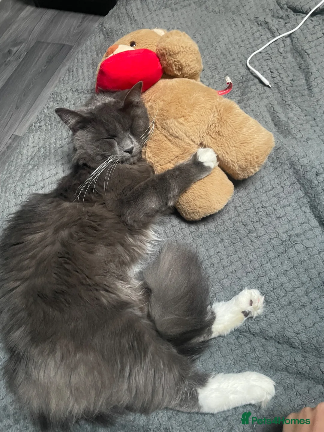 Mixed Breed cats for sale: Rambo  in Keighley - Advert 2