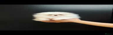 White boy - Luxurious double coat 