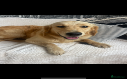 Golden Retriever dogs for sale: STUNNING KC RETRIEVER   - Image 1