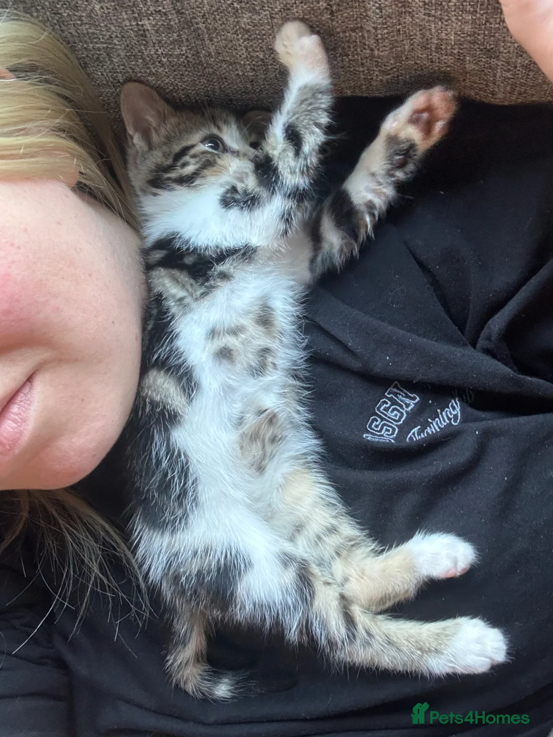 Bengal cats for sale: Bengal cross British short hairs  in Preston - Advert 4