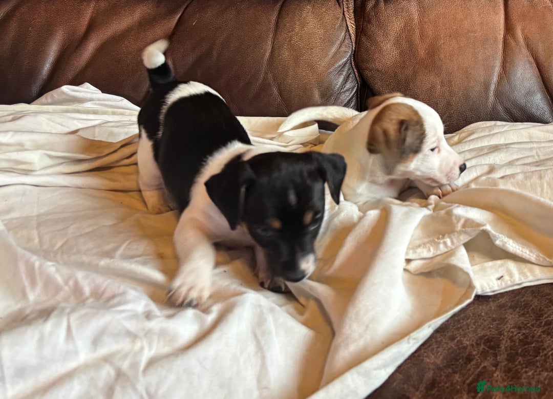 Jack Russell dogs for sale: Jack Russell puppies for sale - Image 15