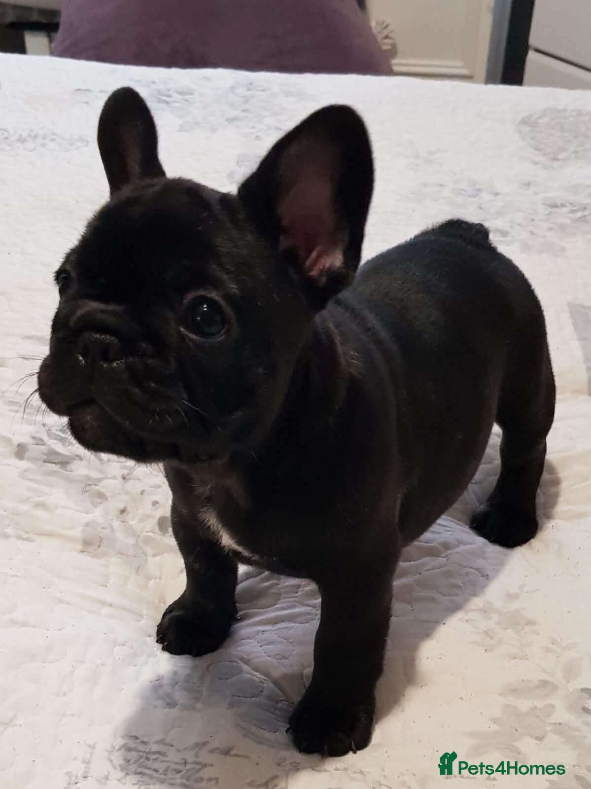 French Bulldog dogs  Female French Bulldog Pups. Int Champion Sire - Advert 2