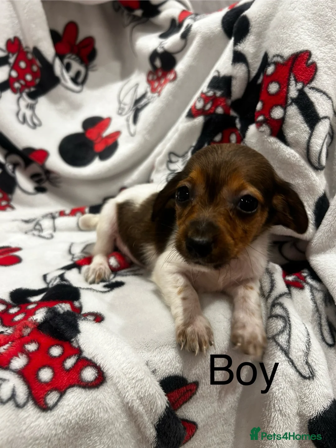 Chiweenie dogs for sale: Chieeenies now reddy for there new homes  - Advert 1