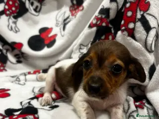 Chiweenie dogs Chieeenies now reddy for there new homes - Advert 1