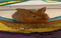 Mini Lion Lop rabbits for sale: 3 female dwarf one female mini lip  - Image 9
