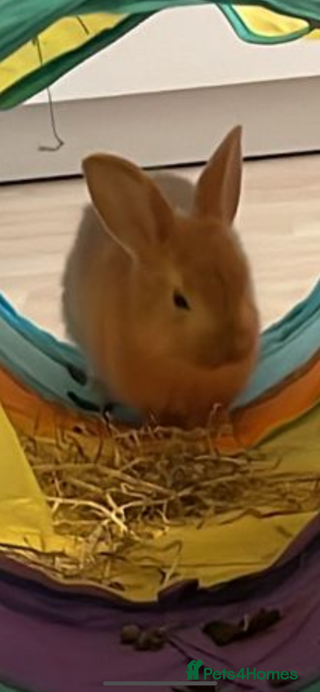 Mini Lion Lop rabbits for sale: 3 female dwarf one female mini lip  - Image 9