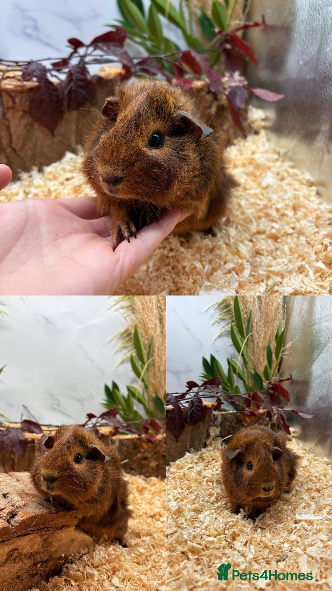 Guinea Pig rodents for sale: ✨Lots of Baby boy Guinea Pigs ✨🐹🩵 - Image 6