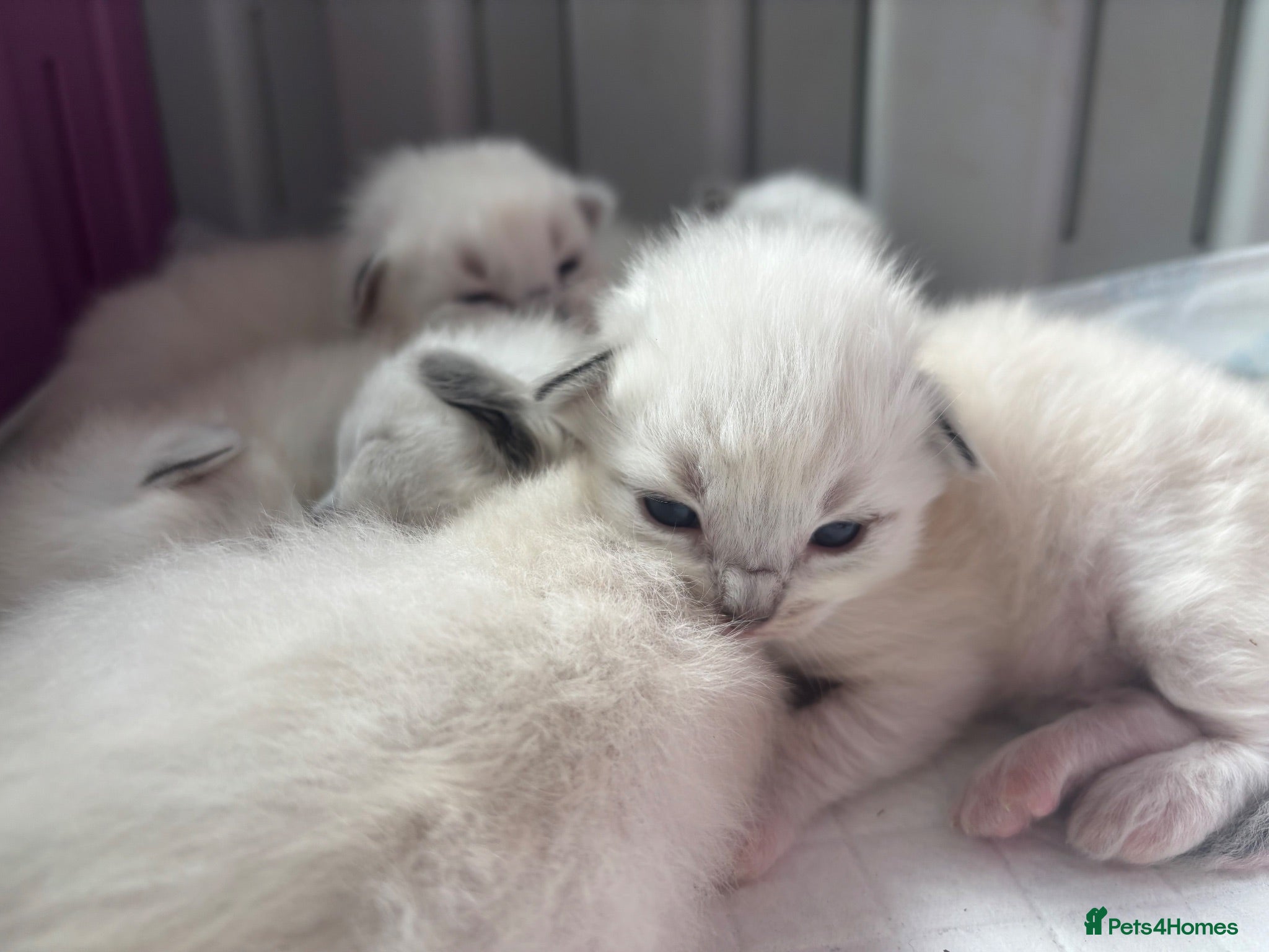 Ragdoll cats ⭐️🏆Beautiful GCCF Grand champion ragdolls 5*🏆⭐️ - Advert 1