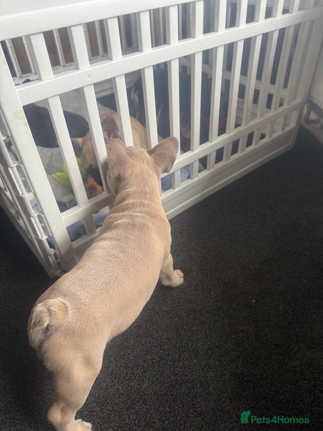 French Bulldog dogs for sale: French bulldog puppies - Image 7