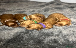 Miniature Poodle dogs for sale: Gorgeous apricot miniature poodle puppies - Image 10