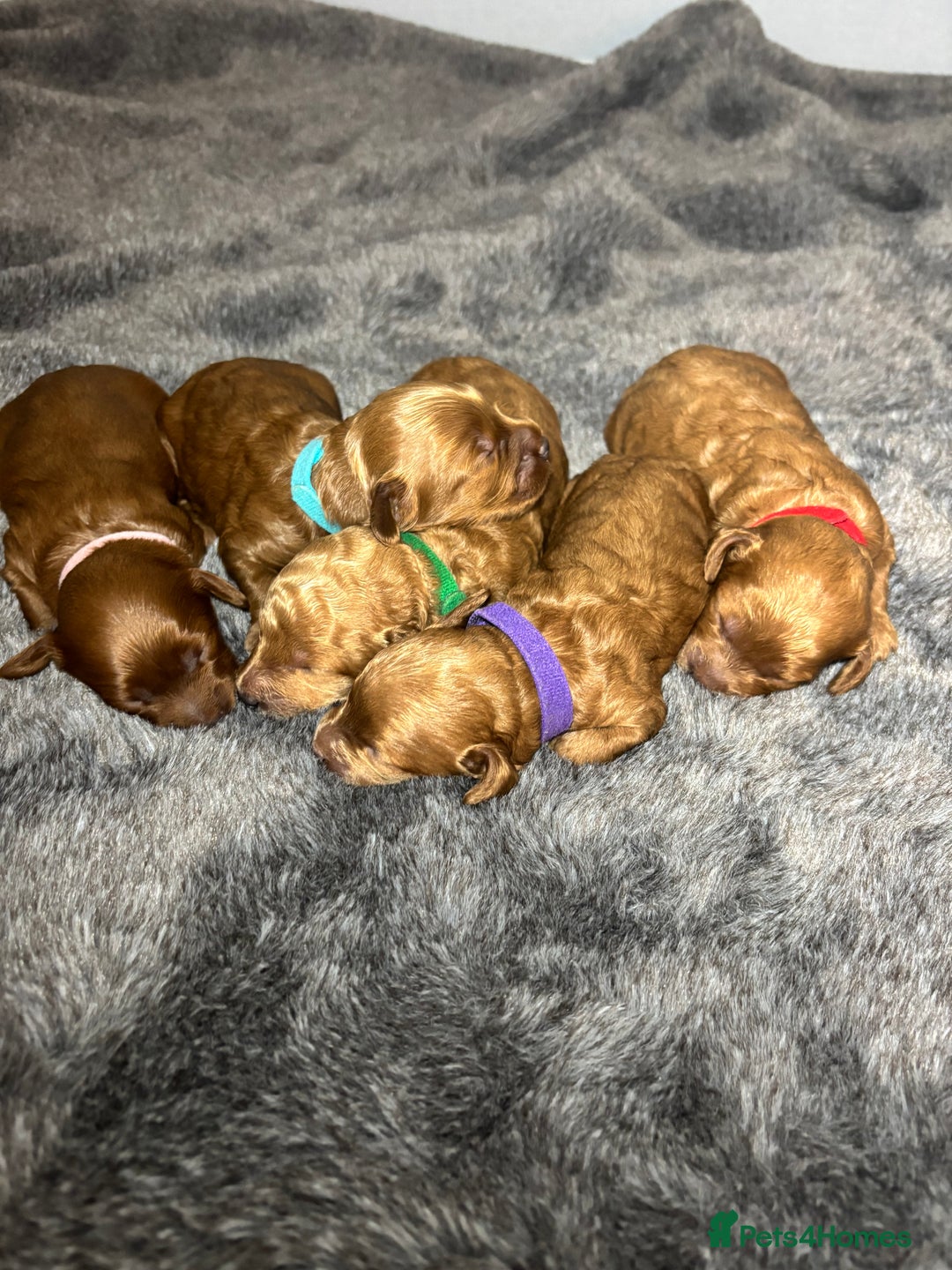 Miniature Poodle dogs for sale: Gorgeous apricot miniature poodle puppies - Image 10
