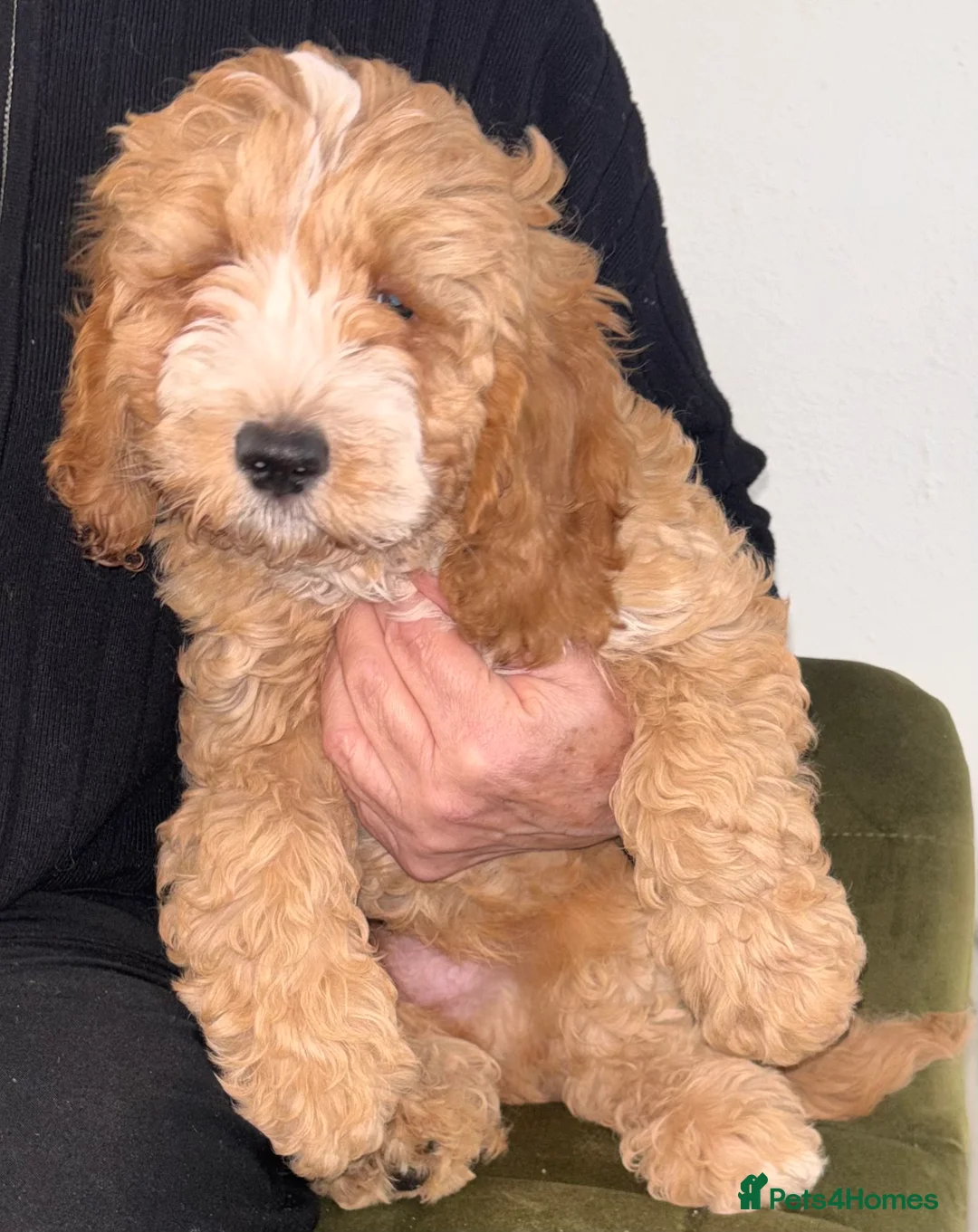 Cockapoo dogs for sale: Beutiful F2 cockapoo boys in Gateshead - Advert 2