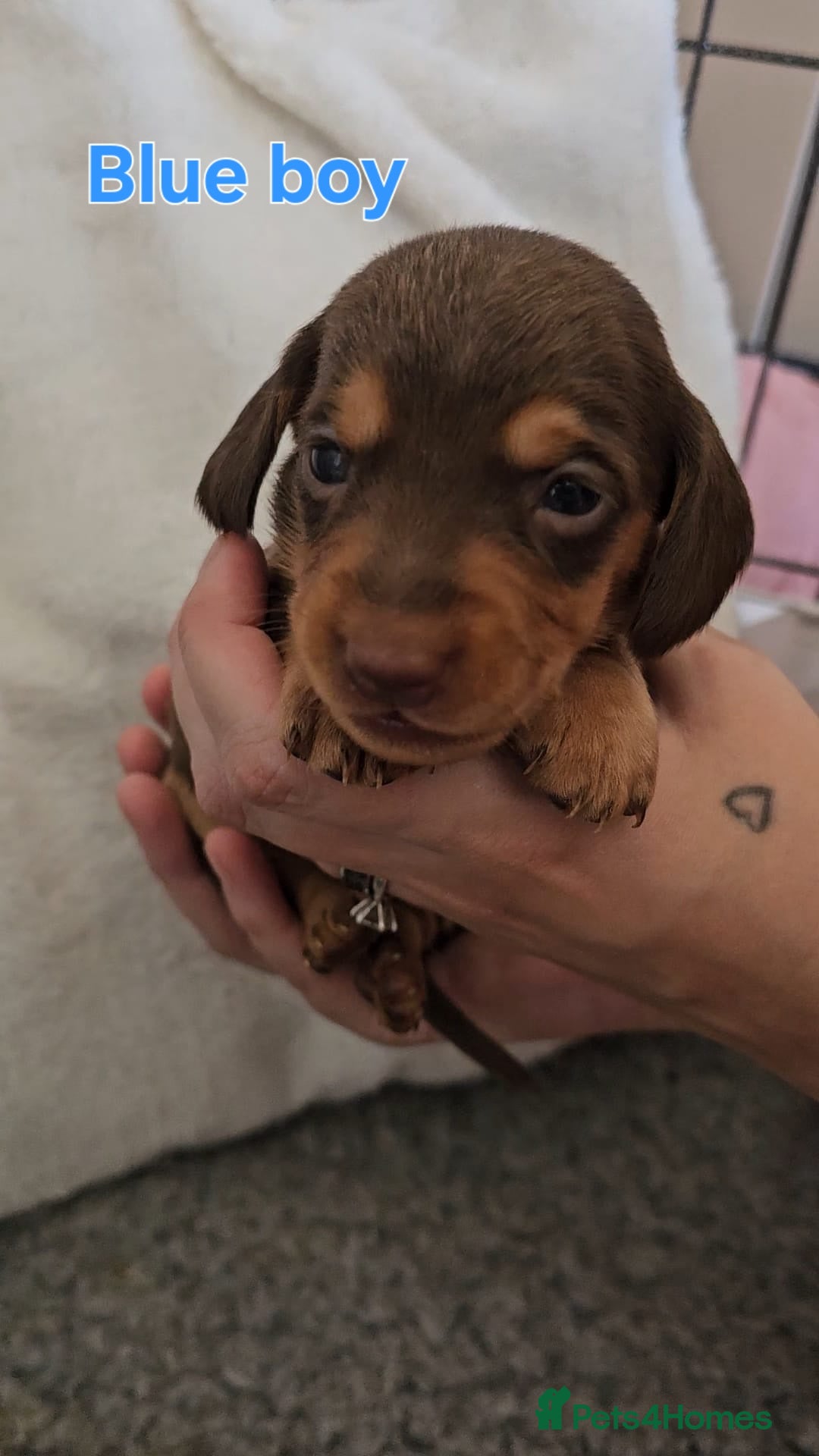 Miniature Dachshund dogs for sale: 4 week old Miniature Dachshunds - Image 6