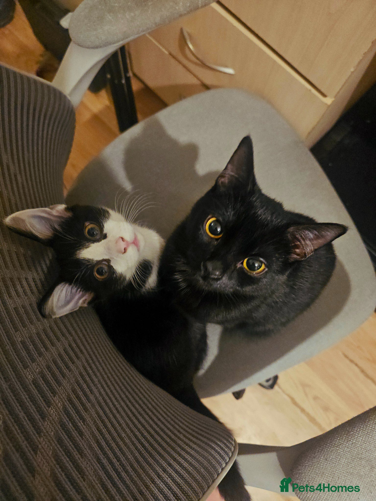 Mixed Breed cats 2 cat best friends looking for a friendly home - Advert 1