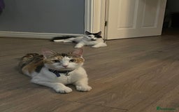 Domestic Shorthair cats for sale: Dojah (Calico) Fessor/Professor (cow cat)  - Image 1