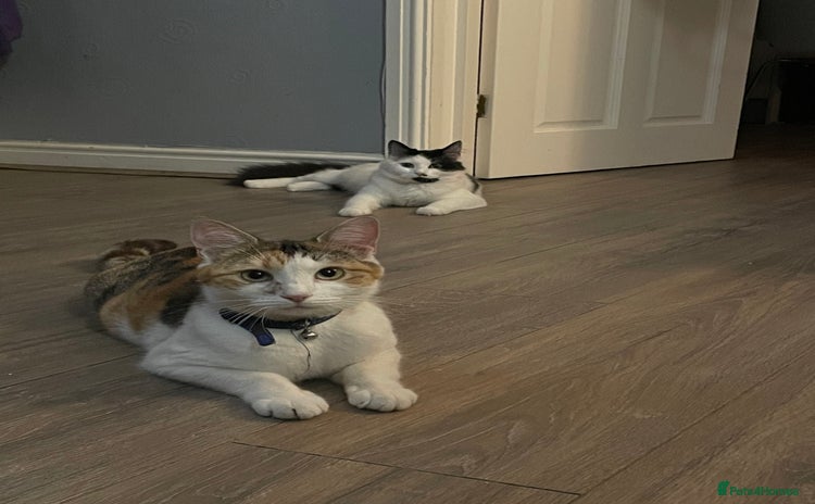 Domestic Shorthair cats - Advert 5
