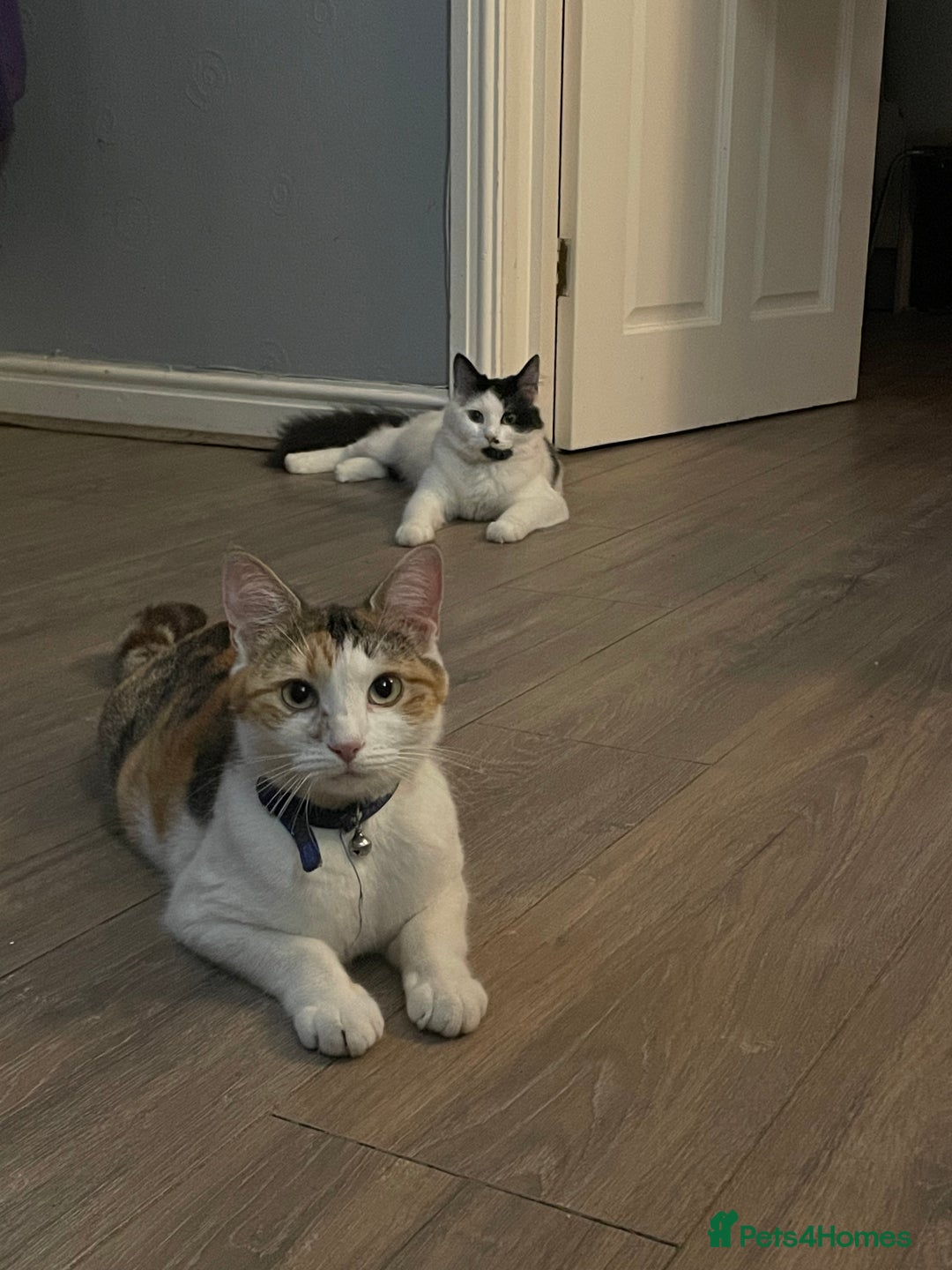 Domestic Shorthair cats for sale: Dojah (Calico) Fessor/Professor (cow cat)  - Image 1