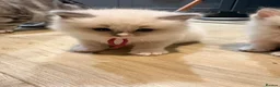 Ragdoll cats for sale: Stunning TICA registered Blue Point ragdoll! 🐾 - Advert 3