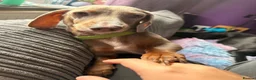 Miniature Dachshund dogs for stud: Mr Blue Sky (STUD) - Advert 3
