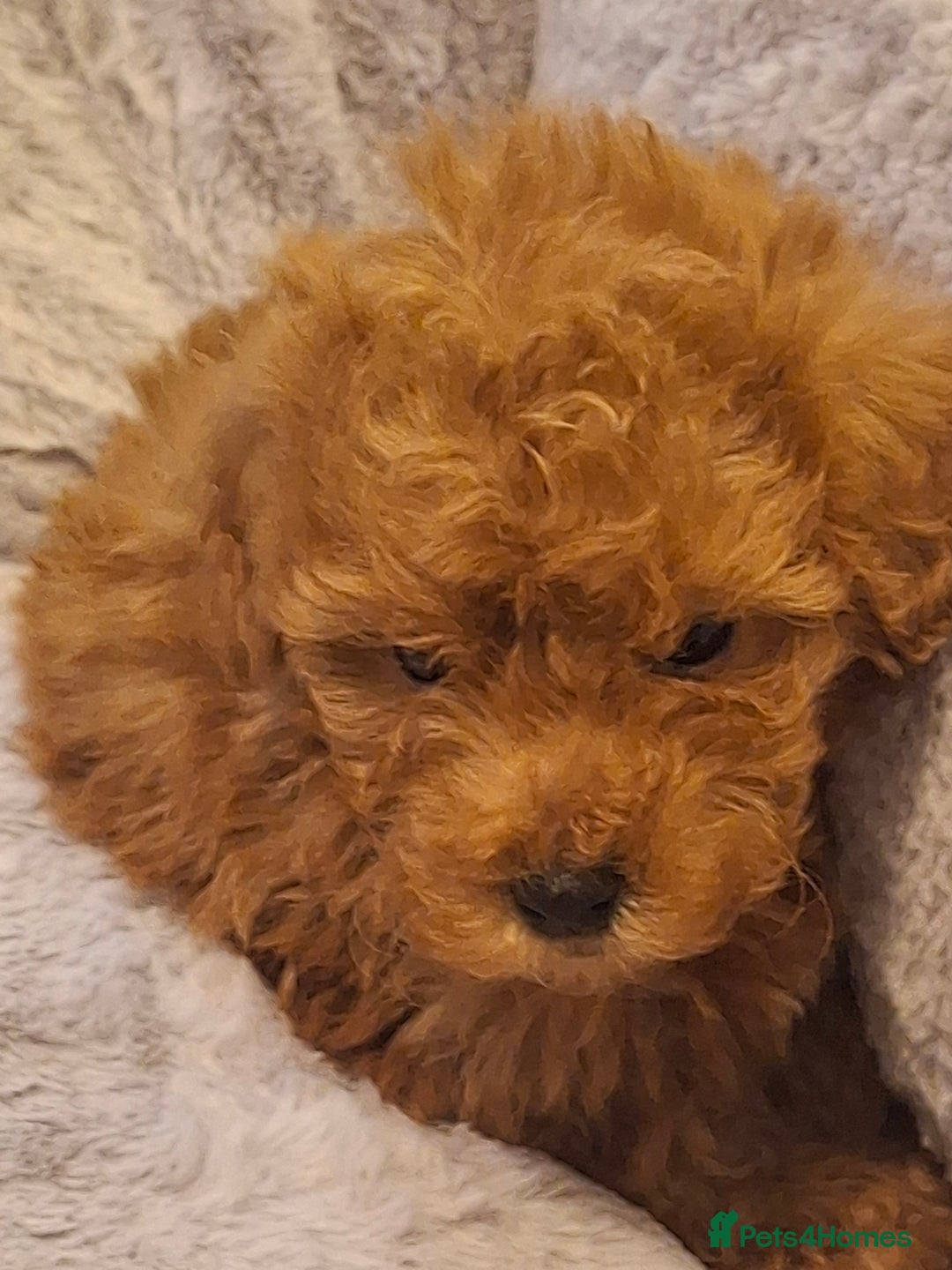 Mixed Breed dogs for sale: 6 red maltipoos - Advert 9