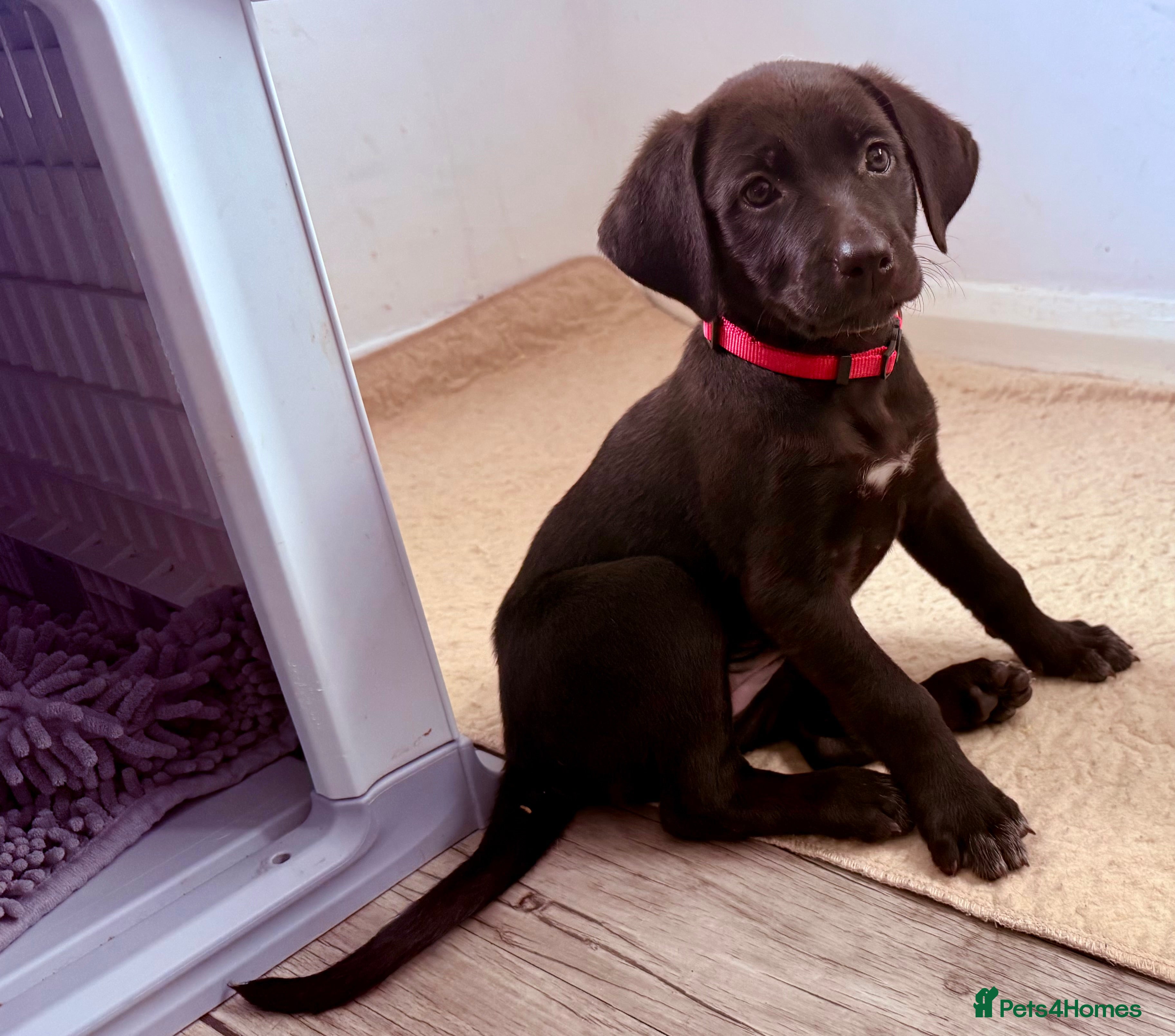 Mixed Breed dogs Gorgeous Siberian Shepsky x Weimaraner Puppies  - Advert 2