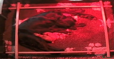 Cockapoo dogs - Advert 3