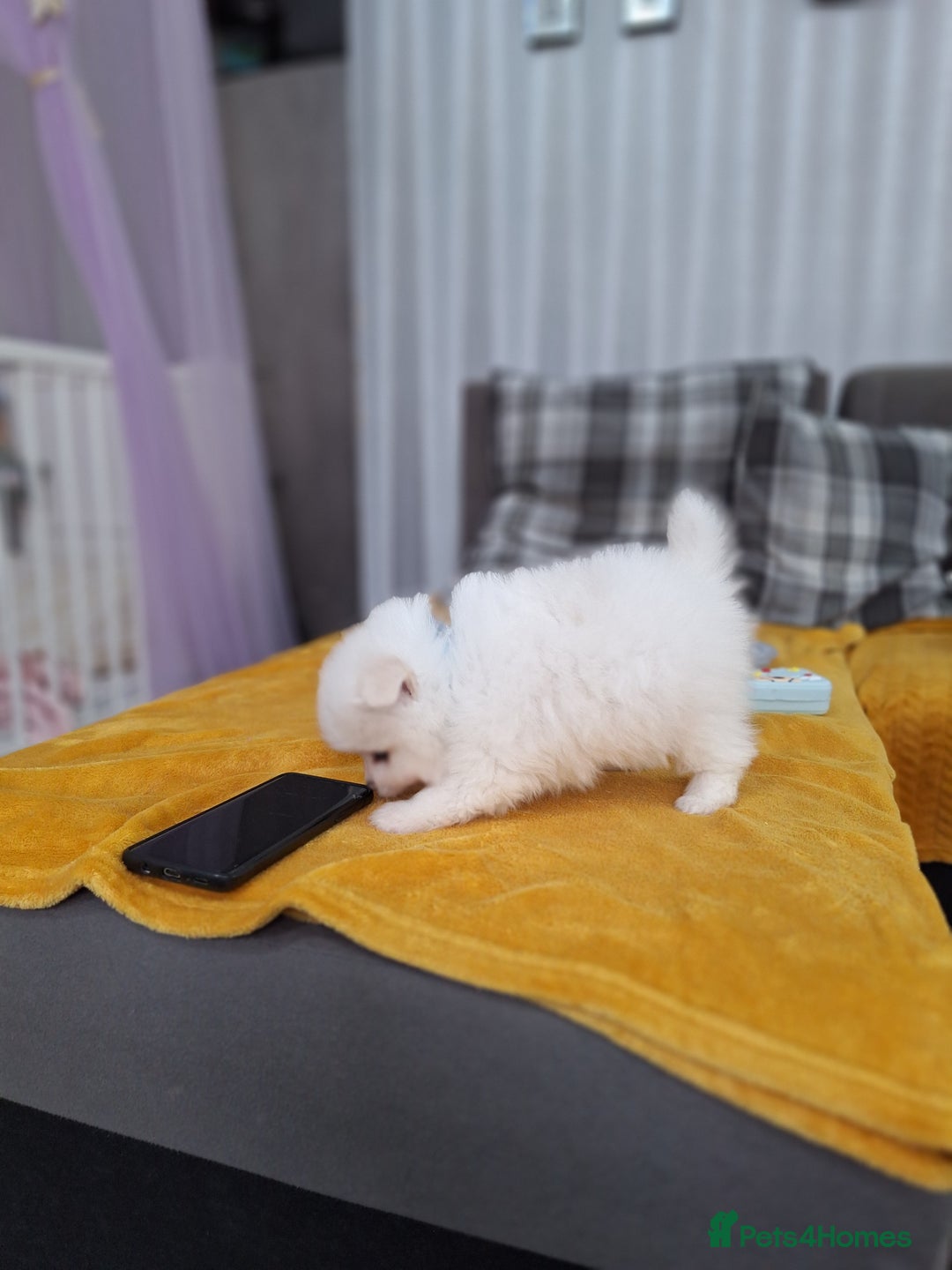 Pomeranian dogs for sale: Exellent quality mini ** pomeranian puppies  - Image 21