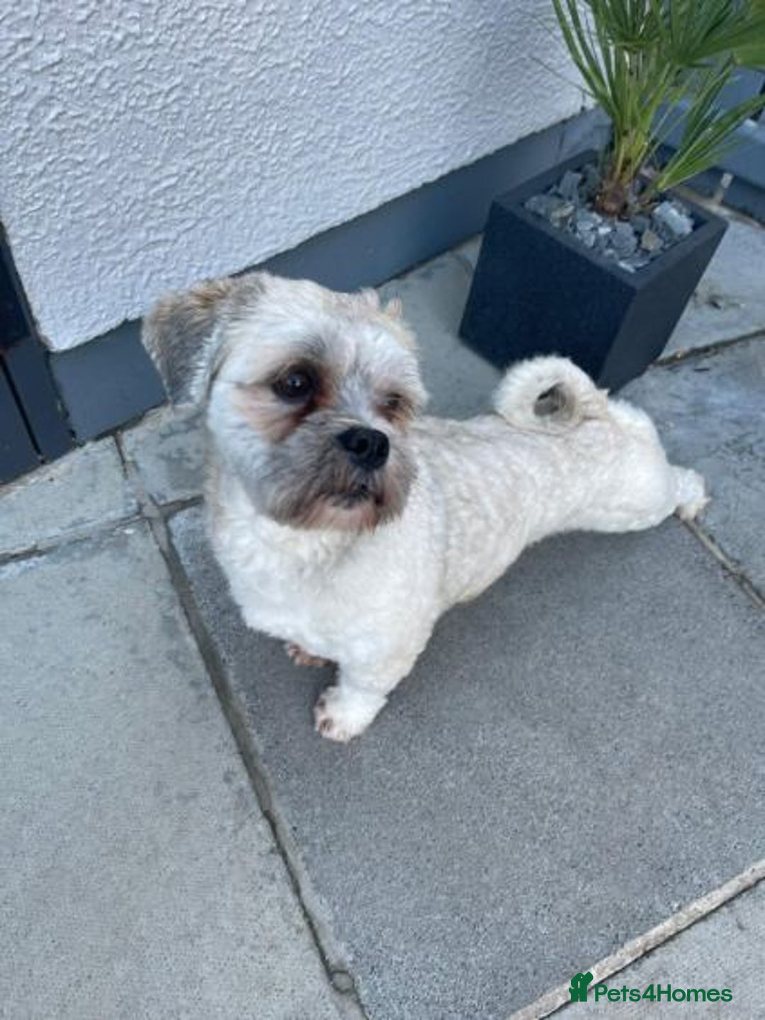 Mixed Breed dogs for sale: LaPom pups for sale Belfast - Advert 5