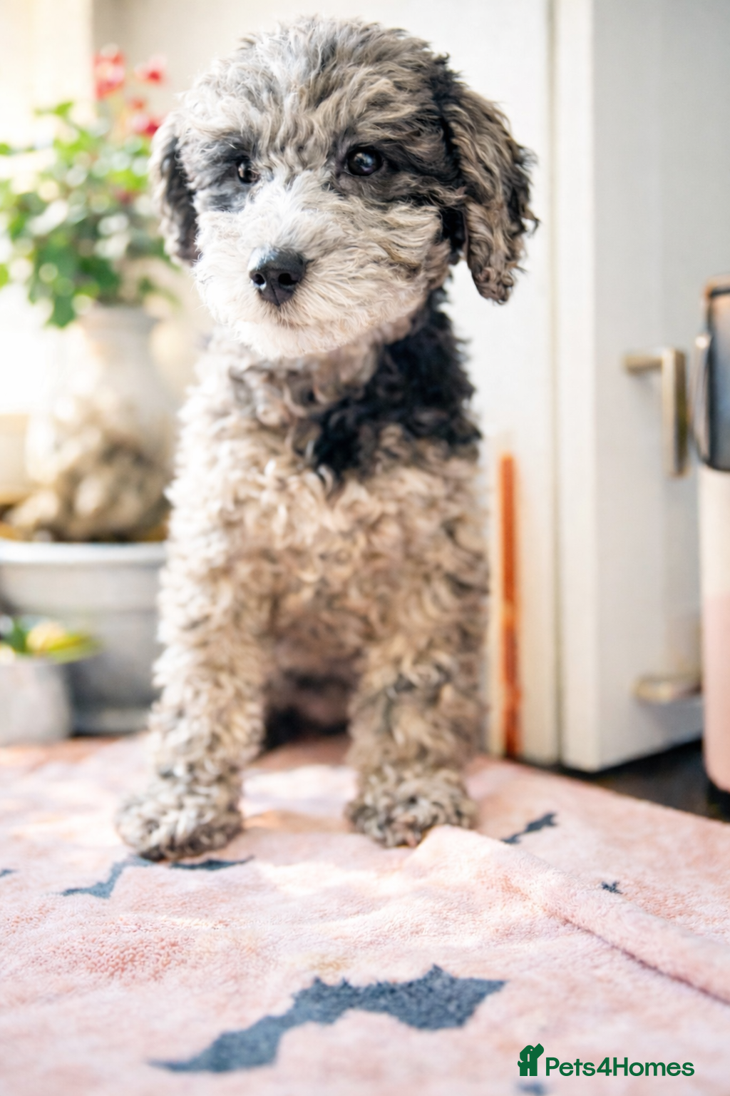 Mixed Breed dogs Smaller sized toy x mini poodle puppies  - Advert 7