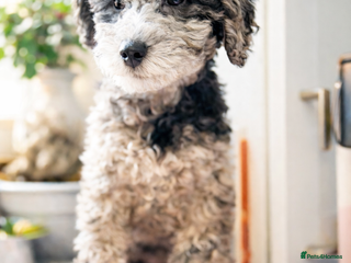 Mixed Breed dogs Toy/mini poodle blue Merle phantom female puppy - Advert 4