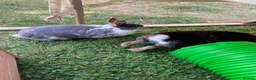 Mini Lop rabbits for sale: Three rabbits for sale - Advert 8