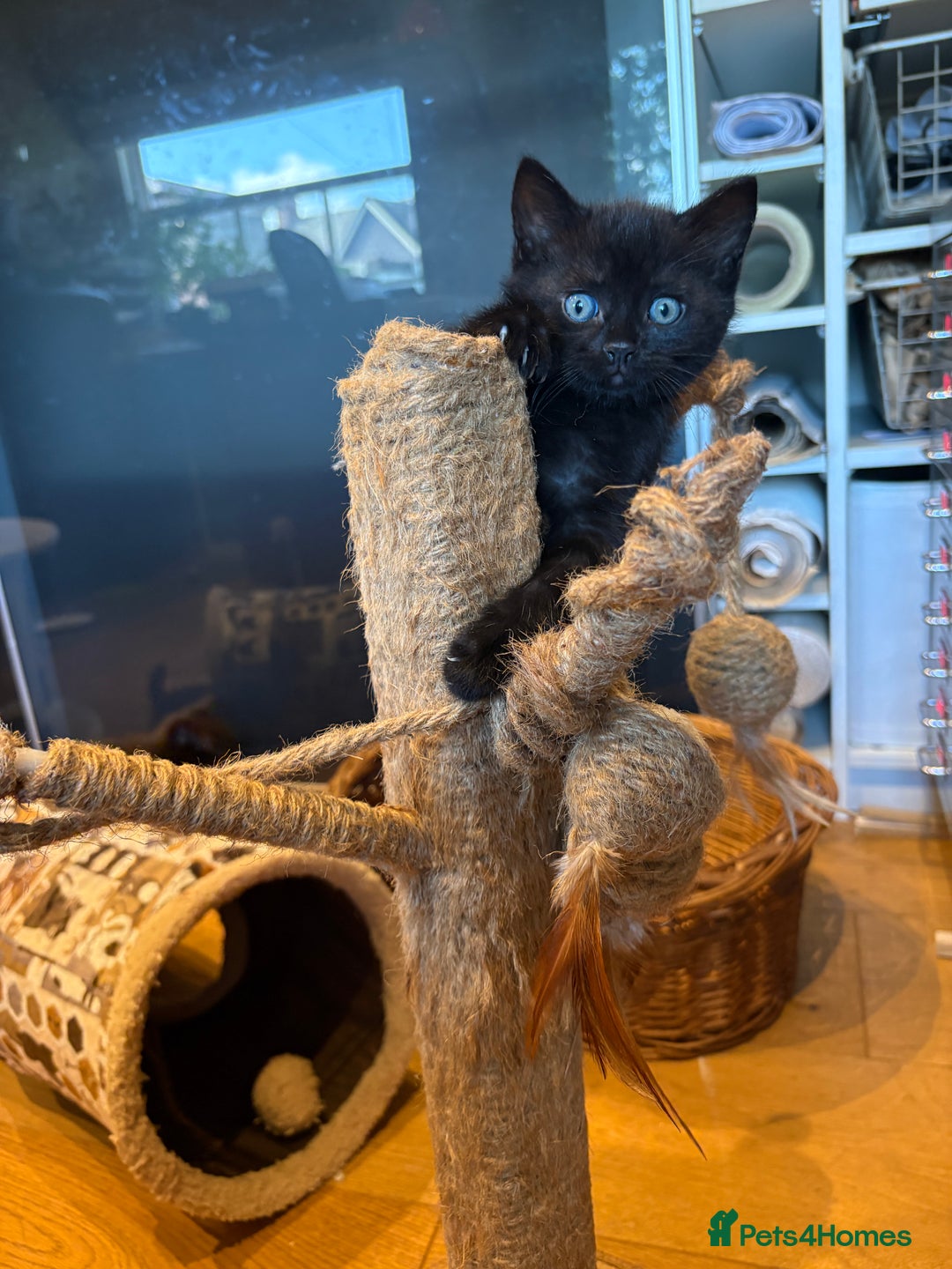 Mixed Breed cats for sale: Beautiful boys and girls  - Image 2