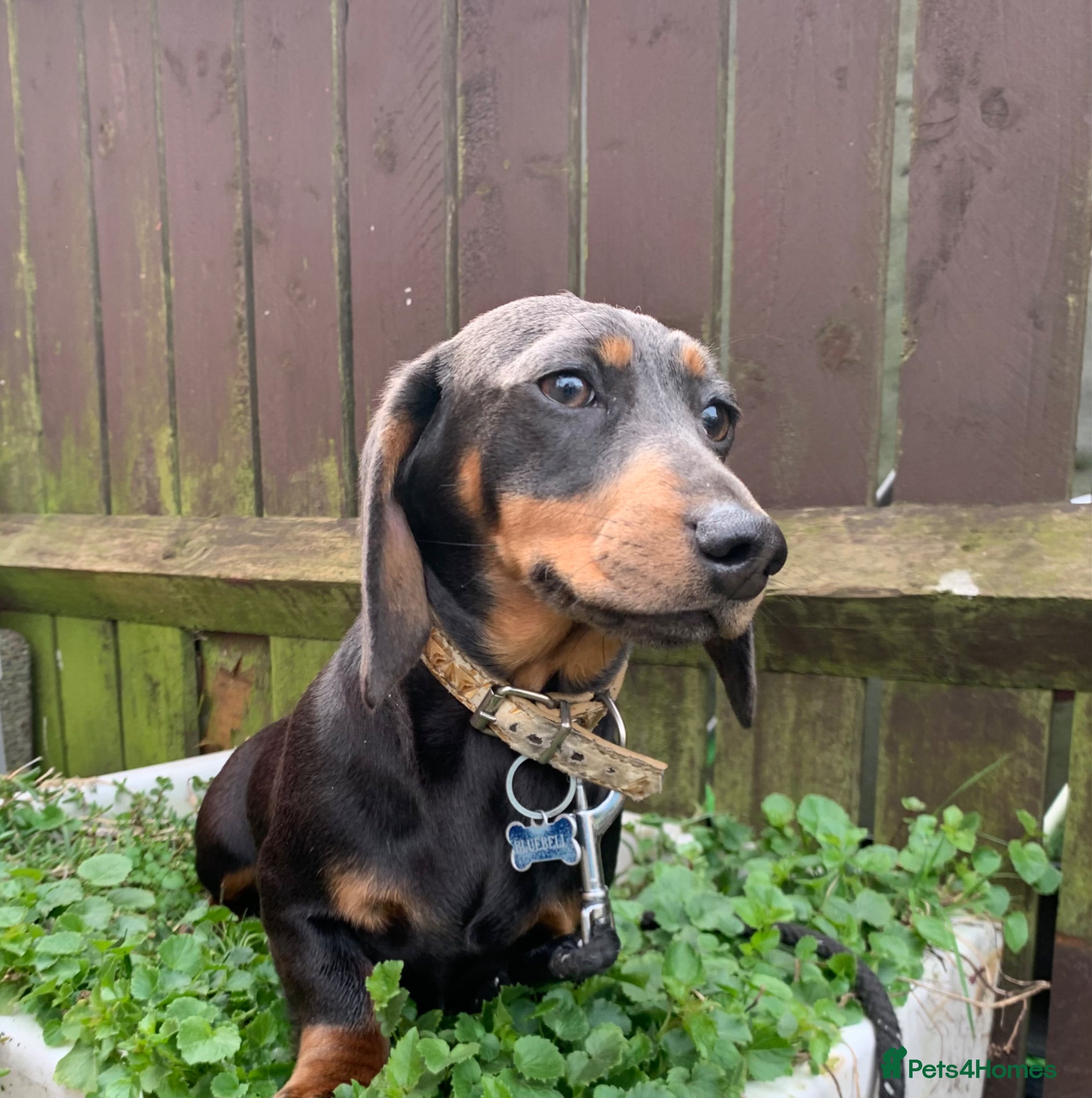 Miniature Dachshund dogs Minature daschund female - Advert 1