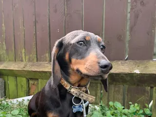 Miniature Dachshund dogs for sale: Minature daschund female - Advert 2