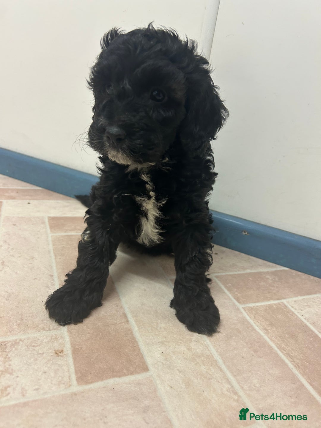 Cockapoo dogs for sale: Cockapoos ready now  - Advert 9