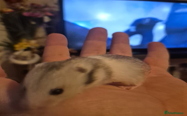 Hamster rodents Hamster and cage  - Advert 1