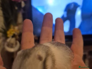 Hamster rodents Hamster and cage - Advert 1