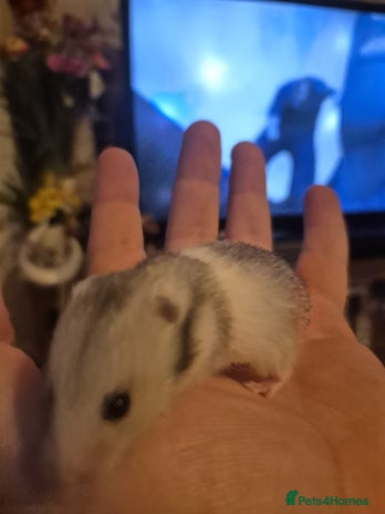 Hamster rodents Hamster and cage - Advert 1