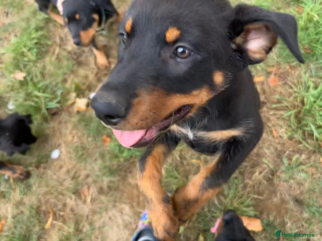 Rottweiler dogs for sale: Healthy Rottweiler puppies ready now  - Image 6