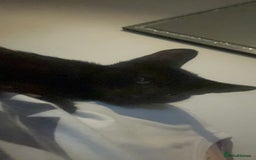 British Shorthair cats for sale: Two beautiful sisters cats  - Advert 5