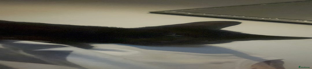 British Shorthair Kitten 1