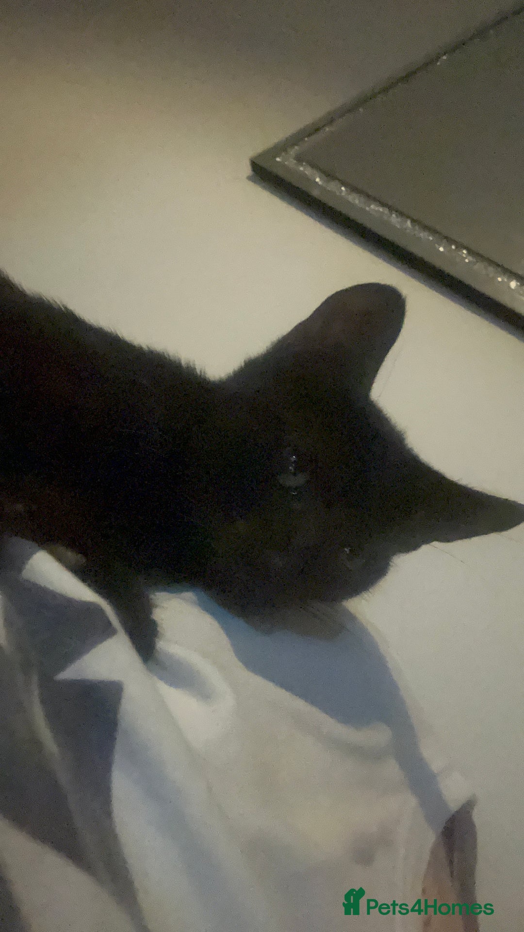 British Shorthair cats for sale: Two beautiful sisters cats  - Advert 5